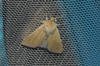 Mythimna pallens