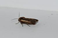 Ochropleura plecta