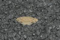 Cyclophora punctaria