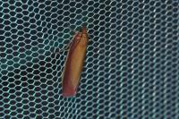 Oncocera semirubella