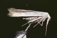 Coleophora kuehnella