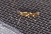 Calybites phasianipennella