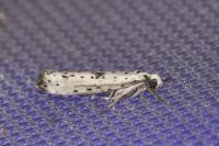 Yponomeuta plumbella