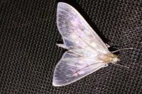 Patania ruralis