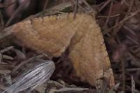 Camptogramma bilineata