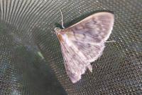 Patania ruralis