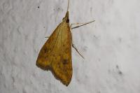 Udea ferrugalis