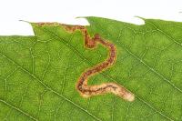 Stigmella samiatella