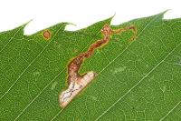 Stigmella samiatella