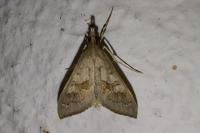 Mecyna asinalis