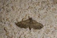 Gymnoscelis rufifasciata