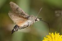 Macroglossum stellatarum