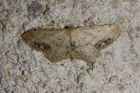 Idaea dimidiata