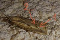 Agriphila geniculea