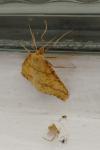 Aspitates ochrearia