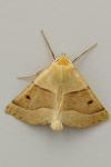 Crocallis elinguaria