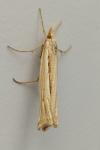 Ancylolomia tentaculella