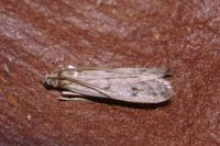 Phycitodes