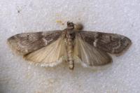 Apomyelois bistriatella
