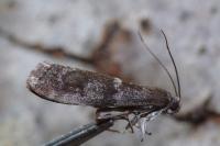 Apomyelois bistriatella