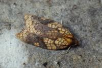 Acleris rhombana
