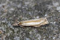 Crambus pascuella