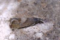 Dichrorampha acuminatana