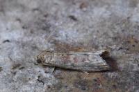 Ephestia elutella/woodiella