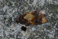 Ditula angustiorana
