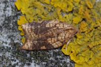 Acleris rhombana