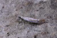 Aspilapteryx tringipennella