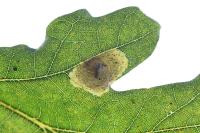 Tischeria dodonaea