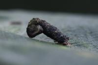 Coleophora ibipennella
