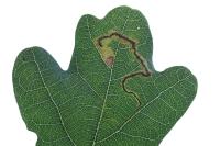 Stigmella roborella