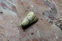 Apaidia mesogona