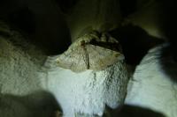 Macaria liturata