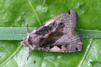 Xestia c-nigrum