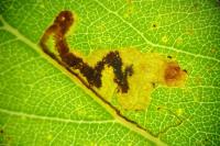 Stigmella trimaculella
