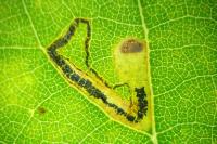 Stigmella trimaculella