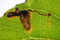 Stigmella trimaculella