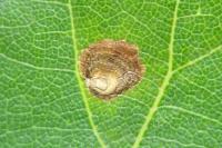 Tischeria decidua