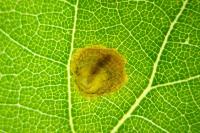 Tischeria decidua