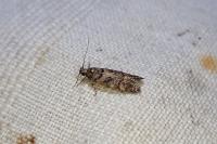 Teleiopsis diffinis
