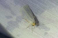 Eilema caniola