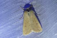 Mythimna vitellina