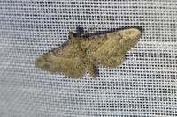 Gymnoscelis rufifasciata