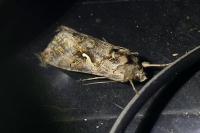 Autographa gamma