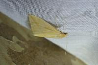 Rhodometra sacraria