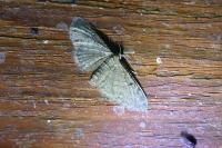 Eupithecia virgaureata