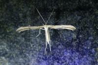 Emmelina argoteles/monodactyla